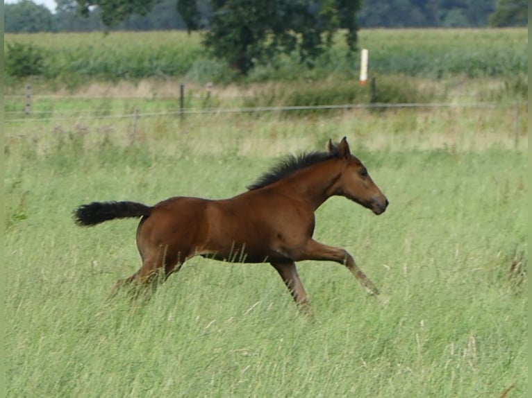 Mangalarga Marchador Mare 3 years 15 hh Brown in Neuenkirchen