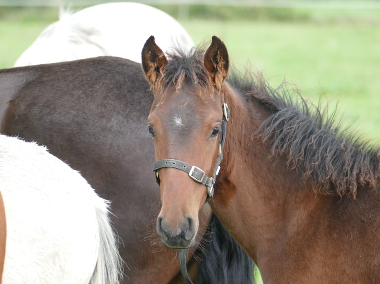 Mangalarga Marchador Mare 3 years 15 hh Brown in Neuenkirchen