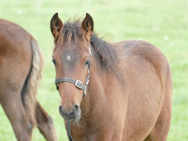 Mangalarga Marchador Mare 3 years 15 hh Brown in Neuenkirchen