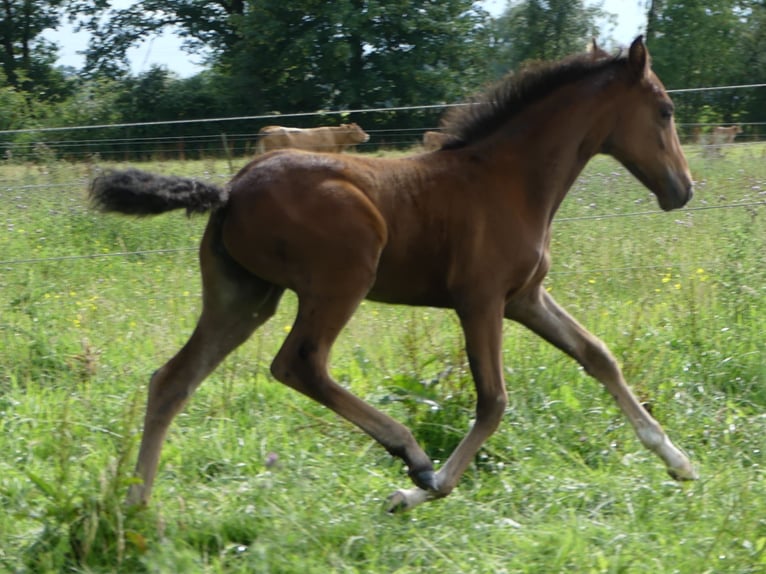 Mangalarga Marchador Mare 3 years 15 hh Brown in Neuenkirchen