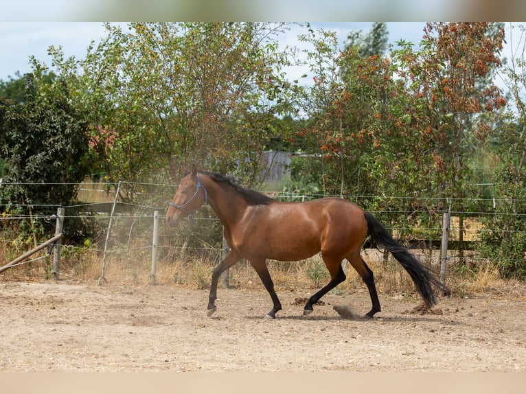 Mangalarga Marchador Mare 4 years 14.1 hh Brown in Nijmegen
