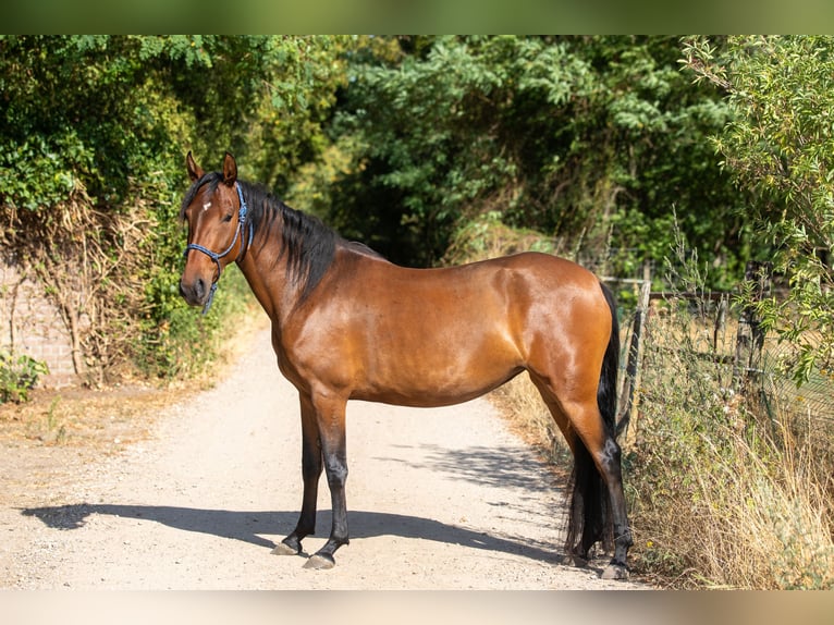 Mangalarga Marchador Mare 4 years 14.1 hh Brown in Nijmegen