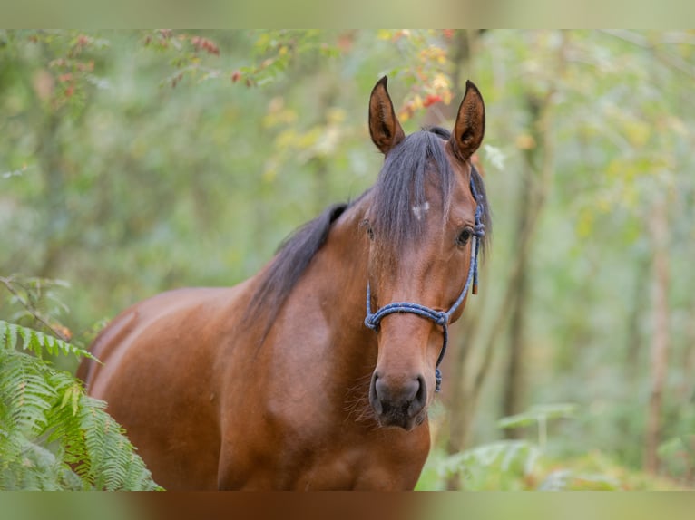 Mangalarga Marchador Mare 4 years 14.1 hh Brown in Nijmegen
