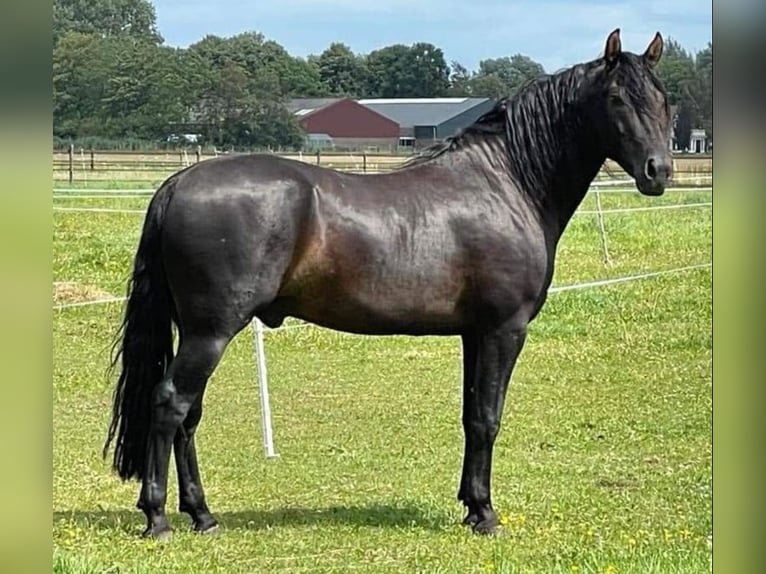Mangalarga Marchador Mare 4 years 14.1 hh Brown in Nijmegen