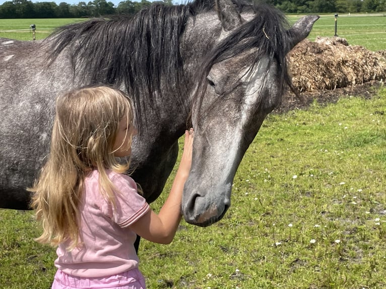 Mangalarga Marchador Mare 4 years 14.3 hh Grey-Dapple in Skærbæk