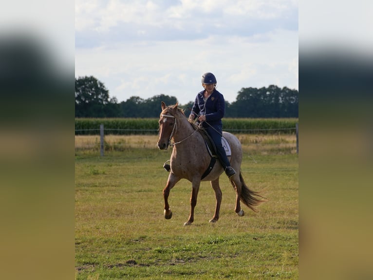 Mangalarga Marchador Mare 4 years 14.3 hh Grey-Dapple in Skærbæk