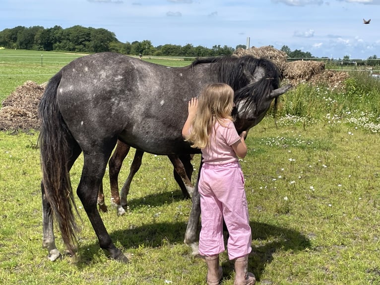 Mangalarga Marchador Mare 4 years 14,3 hh Grey-Dapple in Skærbæk