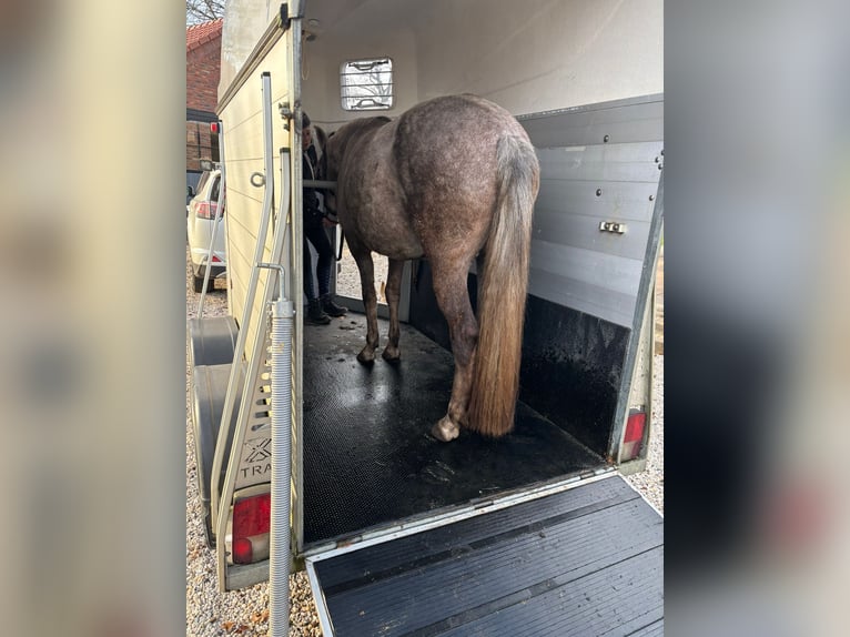 Mangalarga Marchador Mare 5 years 14.1 hh Grey-Red-Tan in Wilbertoord