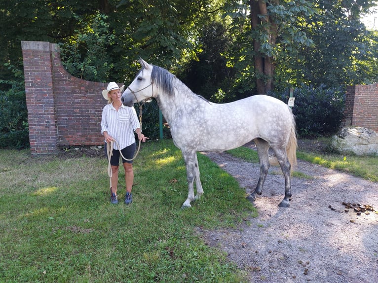 Mangalarga Marchador Mare 7 years 14,1 hh Gray-Dapple in Leer (Ostfriesland)