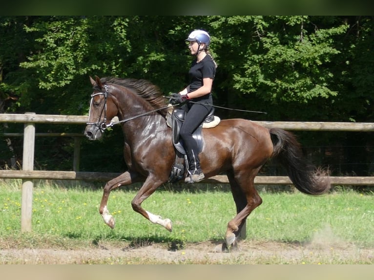 Mangalarga Marchador Mare 7 years 14,3 hh Chestnut in Rimbach