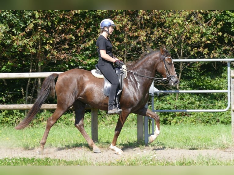 Mangalarga Marchador Mare 7 years 14,3 hh Chestnut in Rimbach