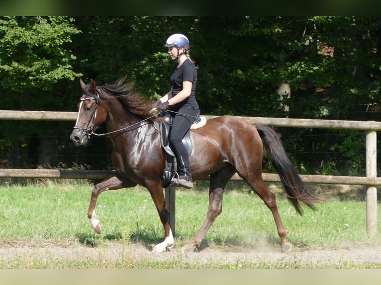 Mangalarga Marchador Mare 7 years 14,3 hh Chestnut in Rimbach