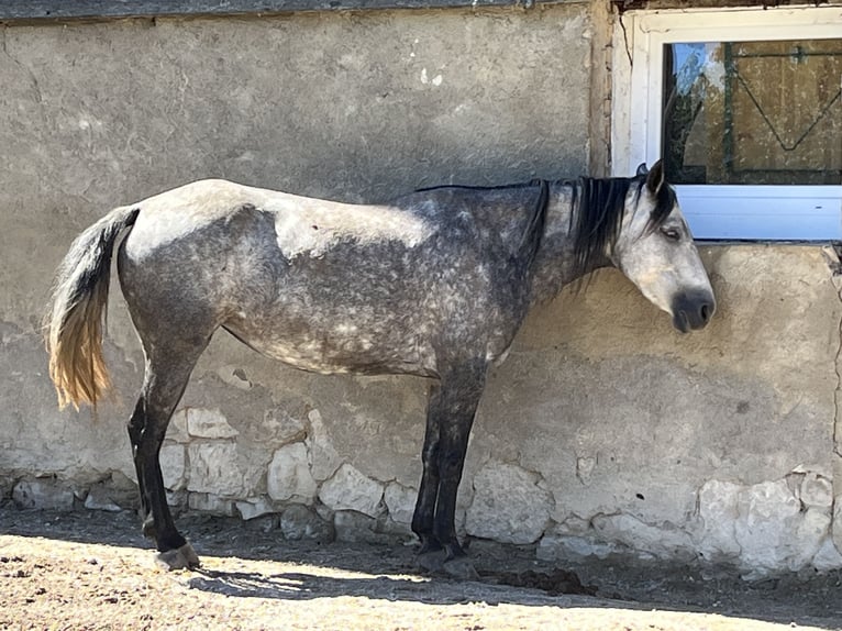 Mangalarga Marchador Mare 7 years 14,2 hh Grey-Fleabitten in Belmont-sur-Yverdon