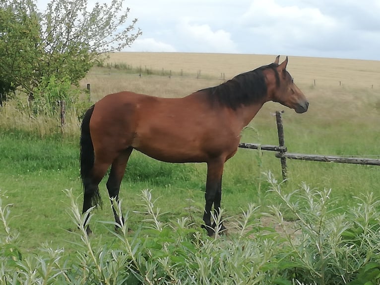 Mangalarga Marchador Mare 8 years 14,2 hh Bay in Ghislenghien