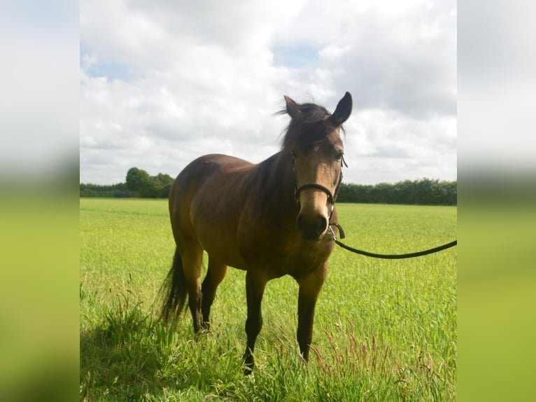 Mangalarga Marchador Mare 8 years 14,2 hh Buckskin in Gram