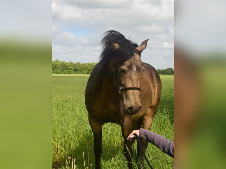 Mangalarga Marchador Mare 8 years 14,2 hh Buckskin in Gram