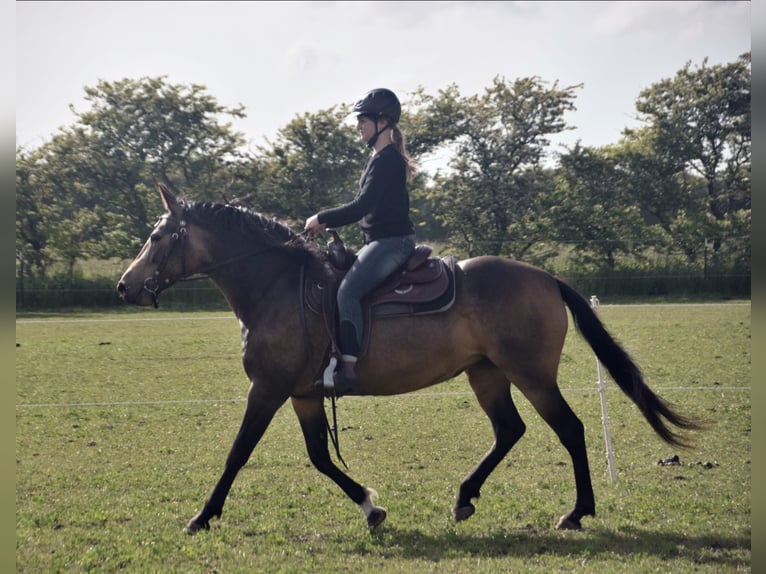 Mangalarga Marchador Mare 8 years 14,2 hh Buckskin in Gram