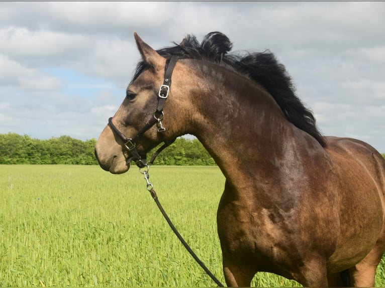 Mangalarga Marchador Mare 8 years 14,2 hh Buckskin in Gram