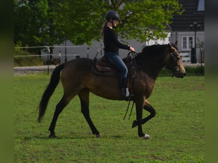 Mangalarga Marchador Mare 8 years 14,2 hh Buckskin in Gram