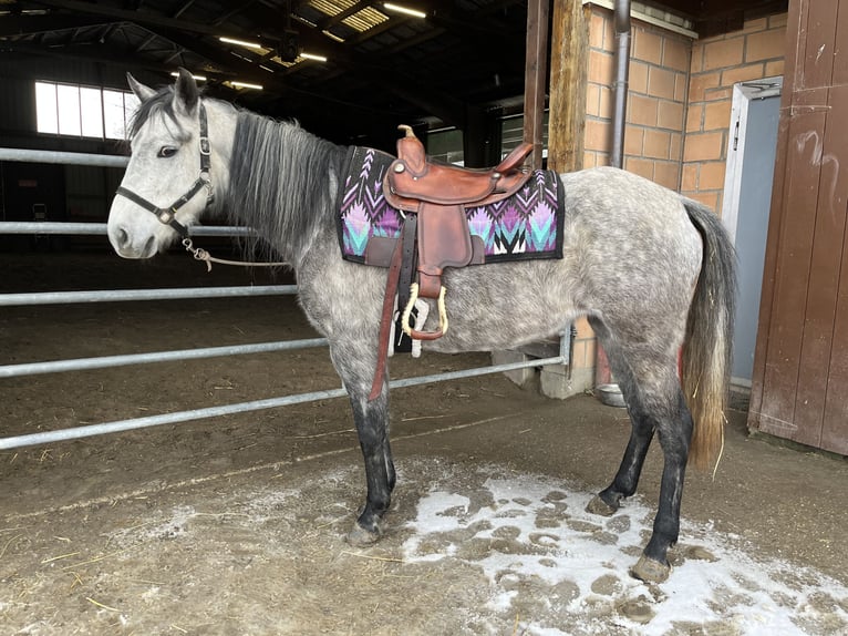 Mangalarga Marchador Mare 8 years 14,2 hh Grey-Fleabitten in Belmont-sur-Yverdon