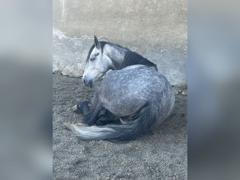 Mangalarga Marchador Mare 8 years 14,2 hh Grey-Fleabitten in Belmont-sur-Yverdon