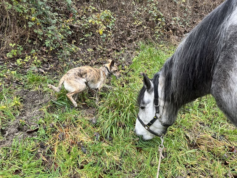 Mangalarga Marchador Mare 8 years 14,2 hh Grey-Fleabitten in Belmont-sur-Yverdon