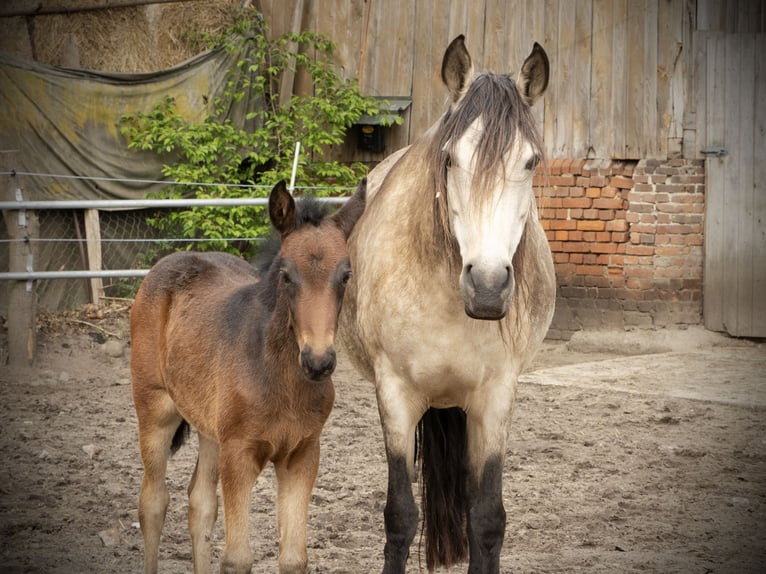 Mangalarga Marchador Mare  15 hh Bay-Dark in Welle