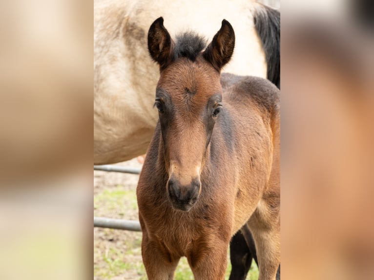 Mangalarga Marchador Mare  15 hh Bay-Dark in Welle