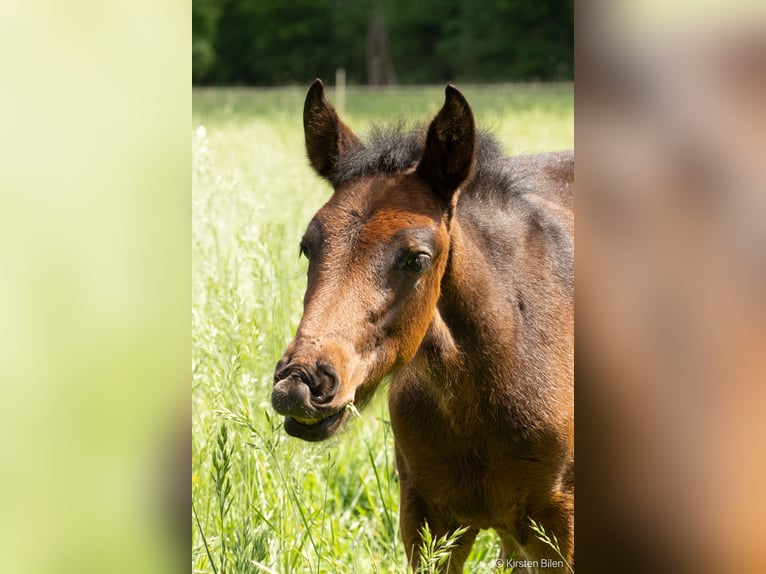 Mangalarga Marchador Mare  15 hh Bay-Dark in Welle