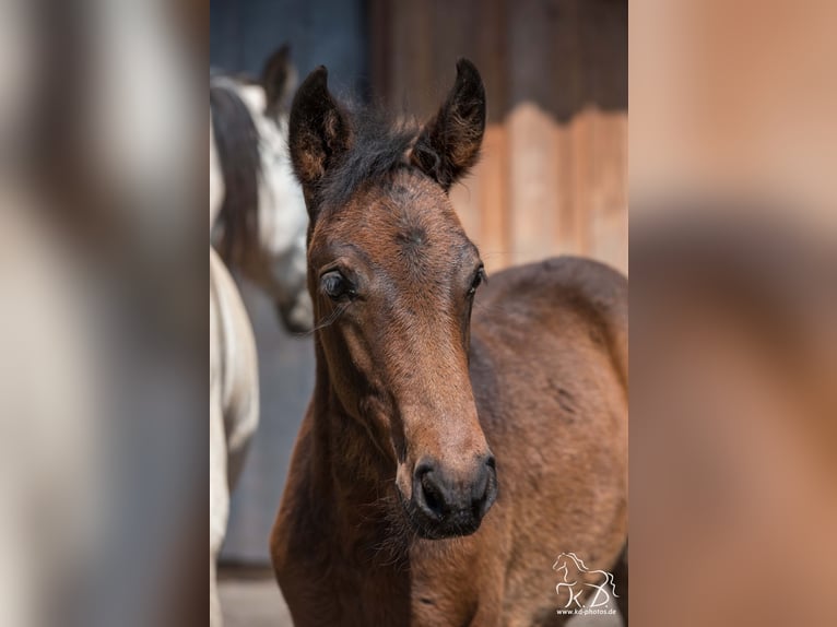 Mangalarga Marchador Mare  15 hh Bay-Dark in Welle