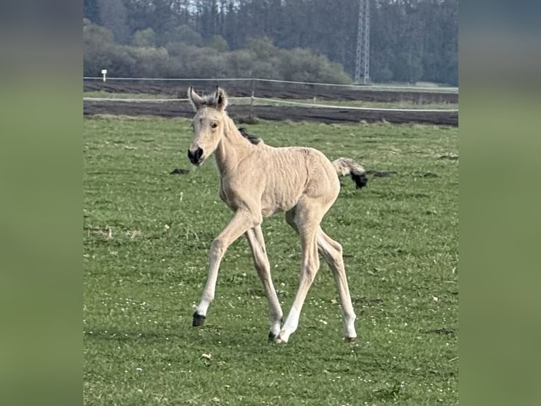 Mangalarga Marchador Mare Foal (04/2025) 15 hh Buckskin in Neuenkirchen
