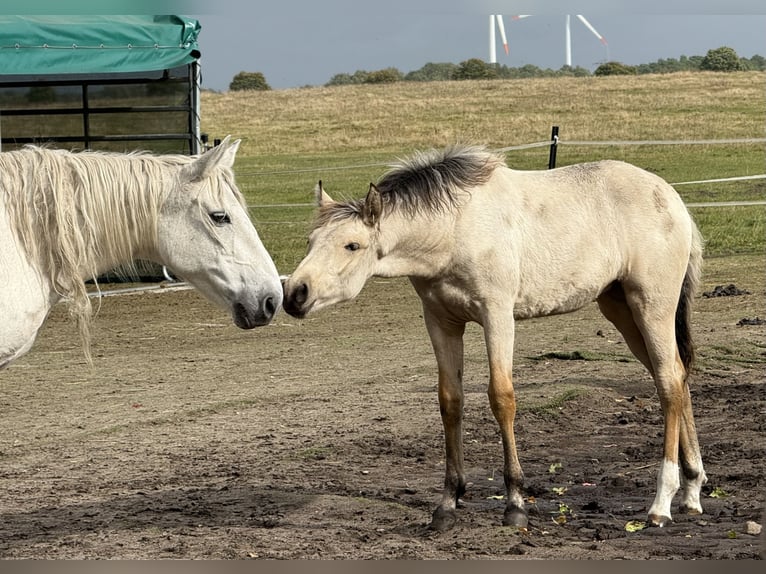 Mangalarga Marchador Mare Foal (04/2025) 15 hh Buckskin in Neuenkirchen