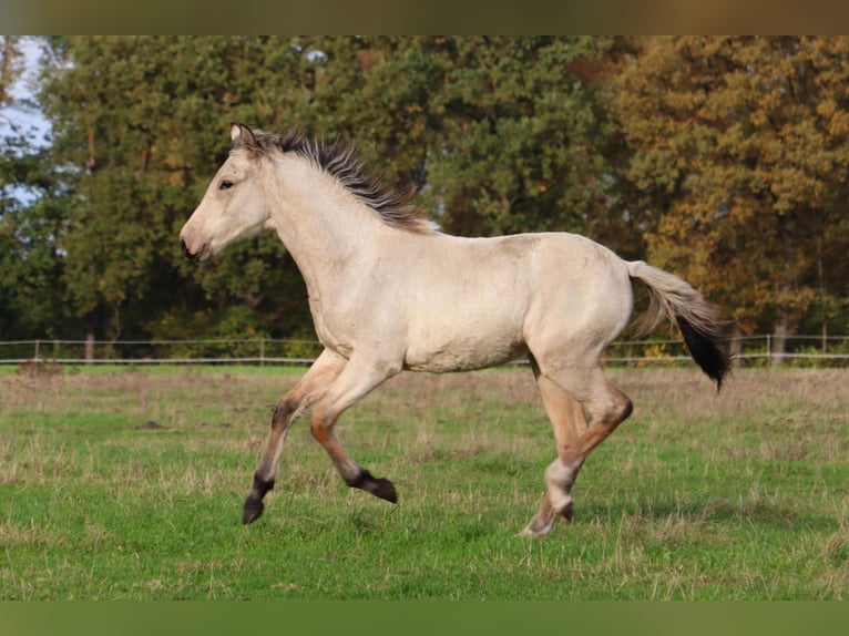 Mangalarga Marchador Mare Foal (04/2025) 15 hh Buckskin in Neuenkirchen