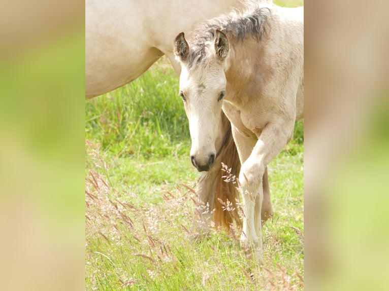 Mangalarga Marchador Mare Foal (04/2025) 15 hh Buckskin in Neuenkirchen