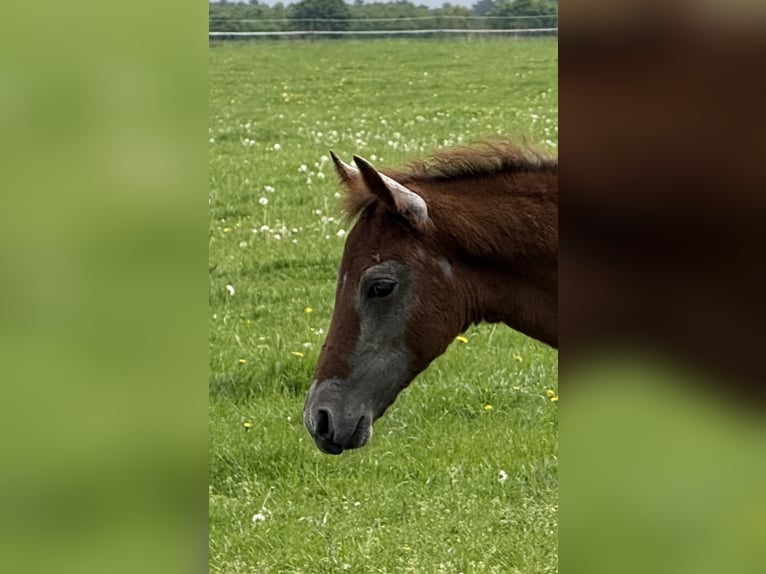 Mangalarga Marchador Mare Foal (03/2025) 15 hh Grey-Red-Tan in Neuenkirchen