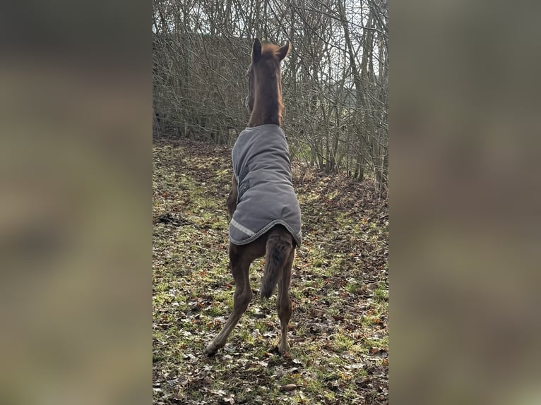 Mangalarga Marchador Mare Foal (03/2025) 15 hh Grey-Red-Tan in Neuenkirchen