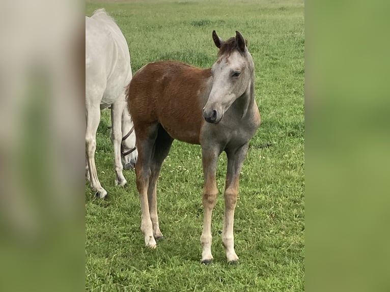 Mangalarga Marchador Mare Foal (03/2025) 15 hh Grey-Red-Tan in Neuenkirchen