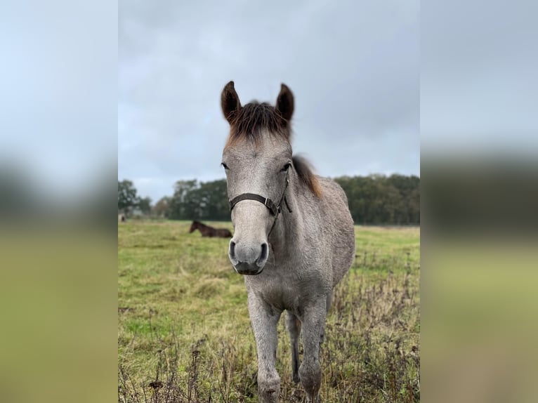 Mangalarga Marchador Mare Foal (03/2025) 15 hh Grey-Red-Tan in Neuenkirchen