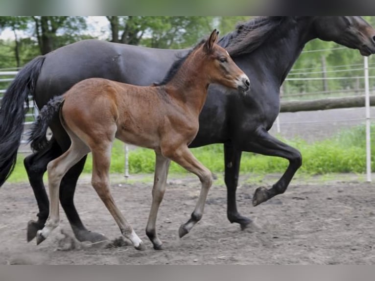 Mangalarga Marchador Merrie 10 Jaar 152 cm Bruin in Wahlstorf