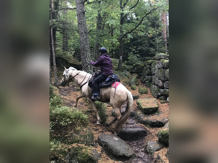 Mangalarga Marchador Merrie 14 Jaar 155 cm Palomino in Hennef