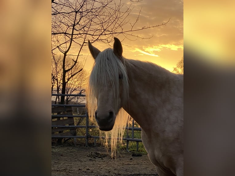 Mangalarga Marchador Merrie 14 Jaar 155 cm Palomino in Hennef