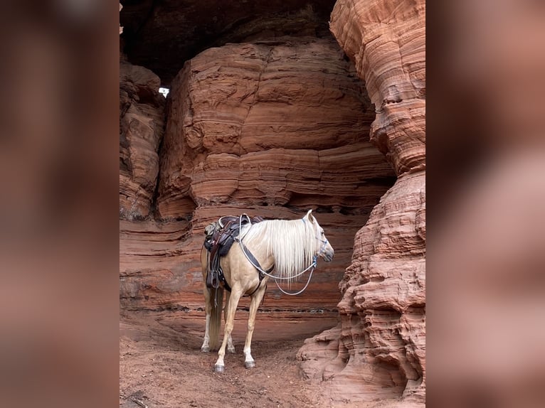 Mangalarga Marchador Merrie 14 Jaar 155 cm Palomino in Hennef