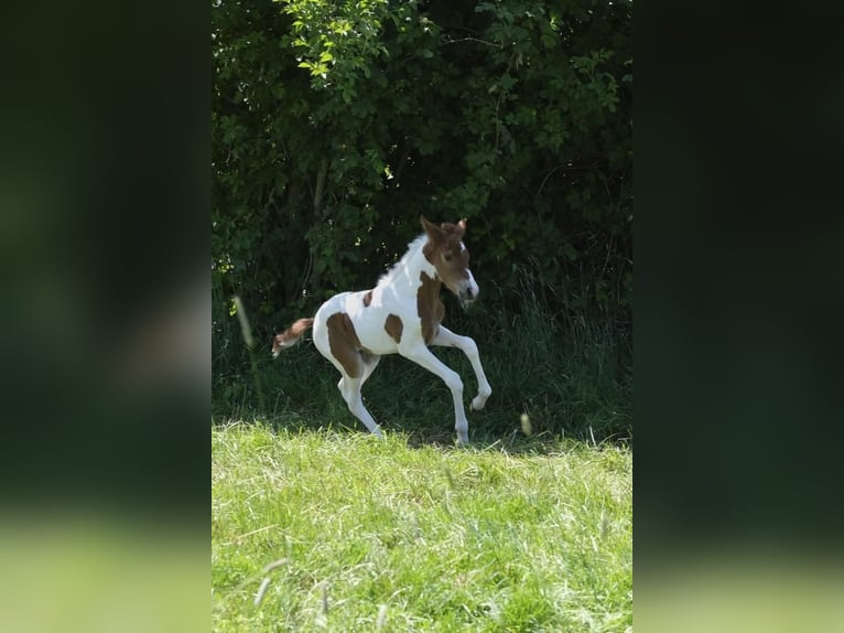 Mangalarga Marchador Merrie 1 Jaar 150 cm Gevlekt-paard in Tostedt