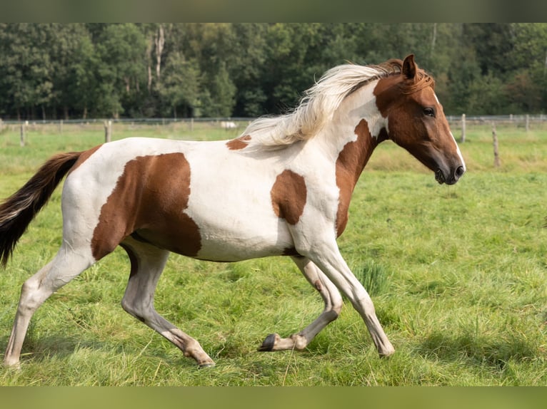 Mangalarga Marchador Merrie 1 Jaar 150 cm Gevlekt-paard in Tostedt