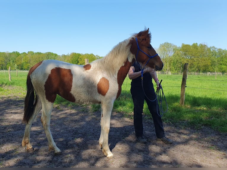 Mangalarga Marchador Merrie 1 Jaar 150 cm Gevlekt-paard in Tostedt