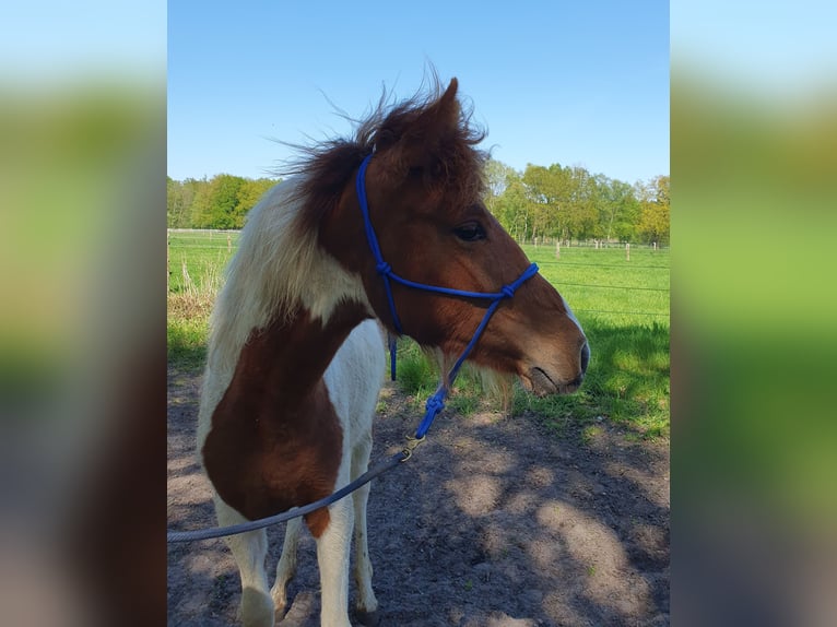 Mangalarga Marchador Merrie 1 Jaar 150 cm Gevlekt-paard in Tostedt