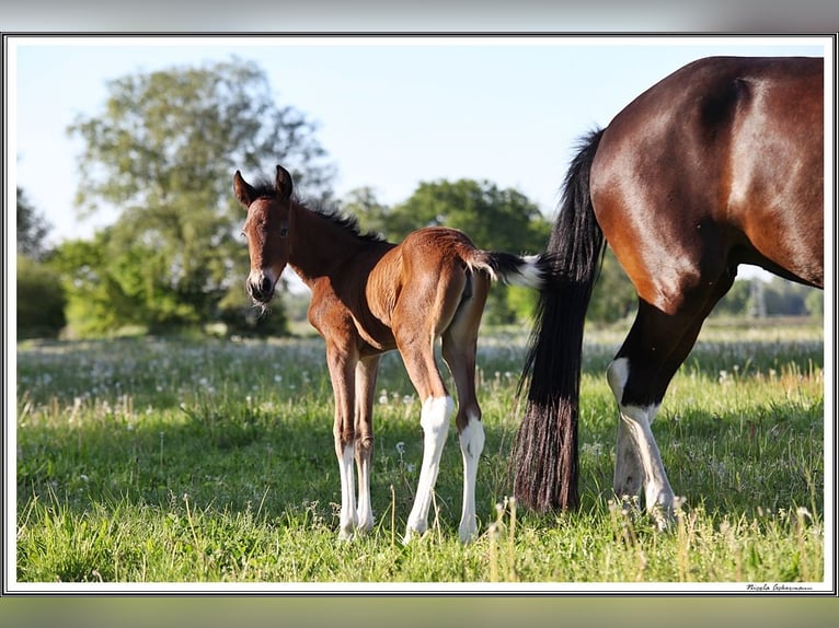 Mangalarga Marchador Merrie 1 Jaar 152 cm Gevlekt-paard in Neuenkirchen