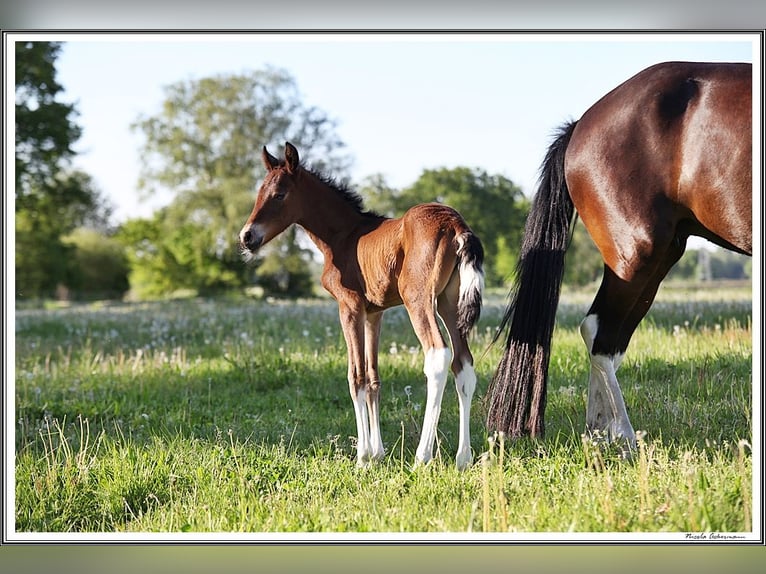 Mangalarga Marchador Merrie 1 Jaar 152 cm Gevlekt-paard in Neuenkirchen