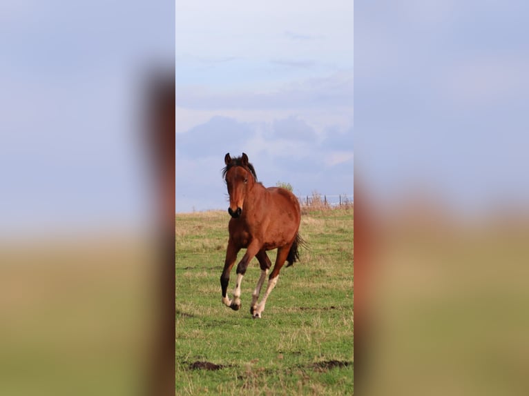 Mangalarga Marchador Merrie 1 Jaar 152 cm Gevlekt-paard in Neuenkirchen