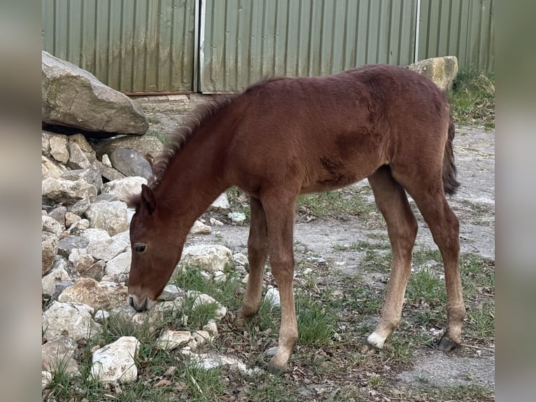 Mangalarga Marchador Merrie 1 Jaar 153 cm Rood schimmel in Neuenkirchen